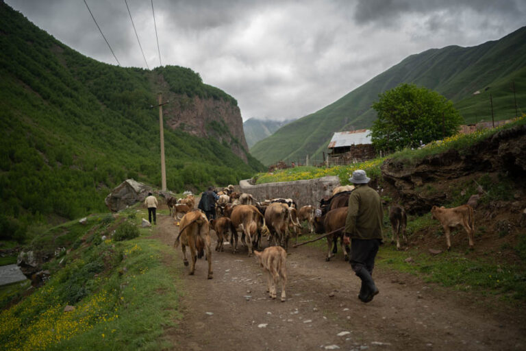 Des fermiers dirigent leur troupeau de vaches à l'entrée de la vallée de Truso